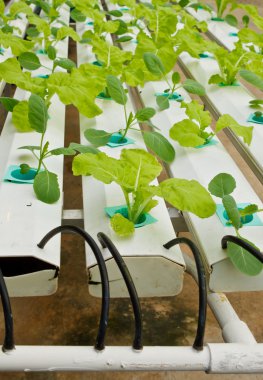 Aeroponics plantasyon içinde glasshouse