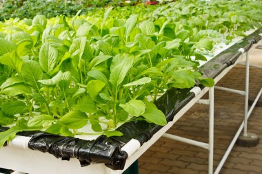 Aeroponics plantasyon içinde glasshouse