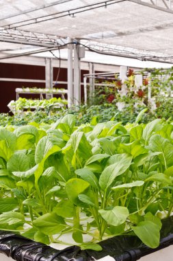 Aeroponics plantasyon içinde glasshouse