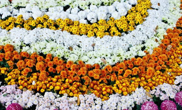 Satır renkli çiçekler — Stok fotoğraf