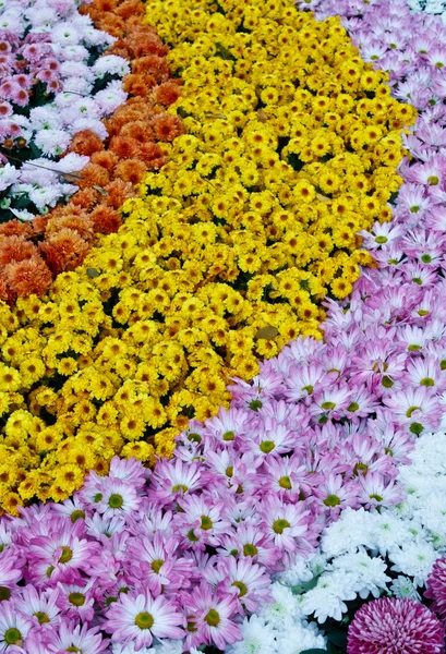 Ряди різнокольорових квітів — стокове фото