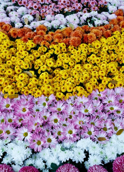 Řádky barevných květin — Stock fotografie