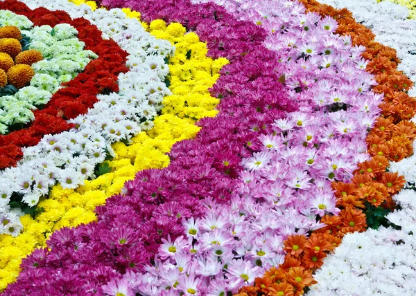 Řádky barevných květin — Stock fotografie