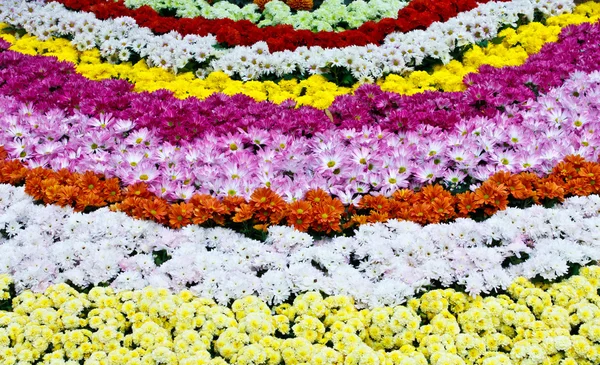 Rows of colorful flowers — Stock Photo, Image