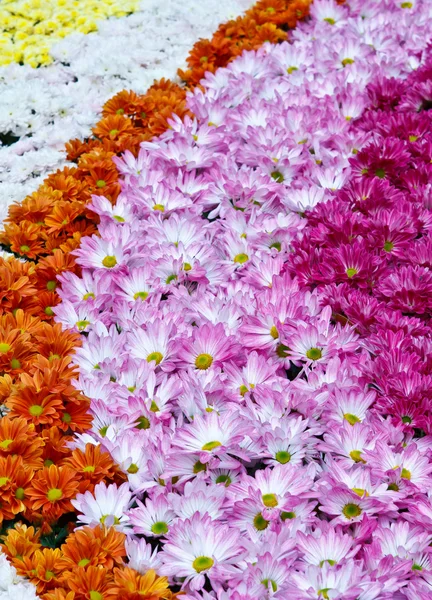 Rijen van kleurrijke bloemen — Stockfoto