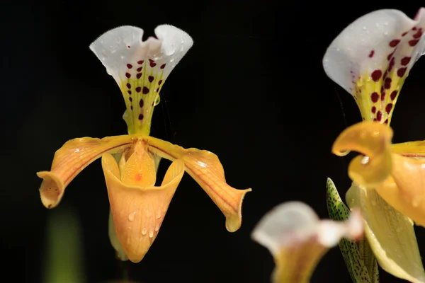 stock image Paphiopedilum gratrixianum