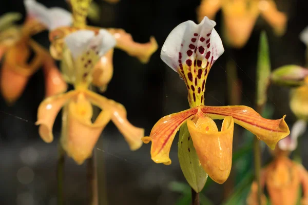 stock image Paphiopedilum gratrixianum