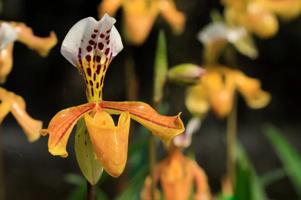 Stock image Paphiopedilum gratrixianum