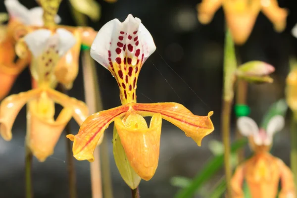 stock image Paphiopedilum gratrixianum