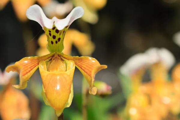 stock image Paphiopedilum gratrixianum