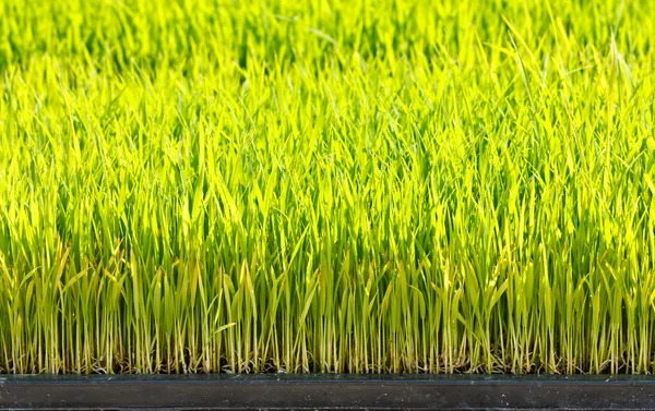 Jonge rijst — Stockfoto