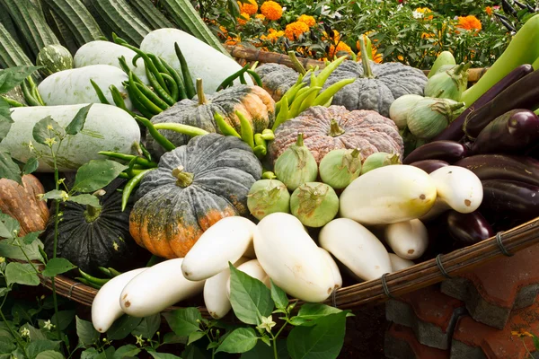 stock image Group of tropical vegetables