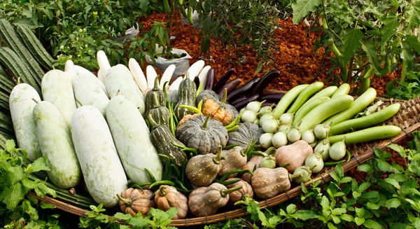 Groupe de légumes tropicaux — Photo