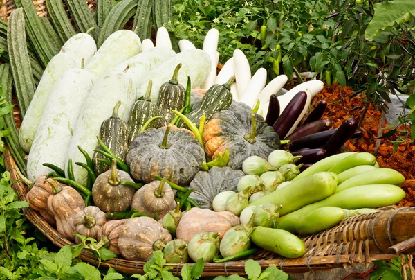 Skupina tropických zeleniny — Stock fotografie