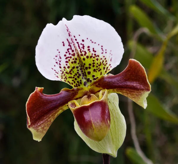 Paphiopedilum orkide, Bayan terlik veya lady's terlik — Stok fotoğraf