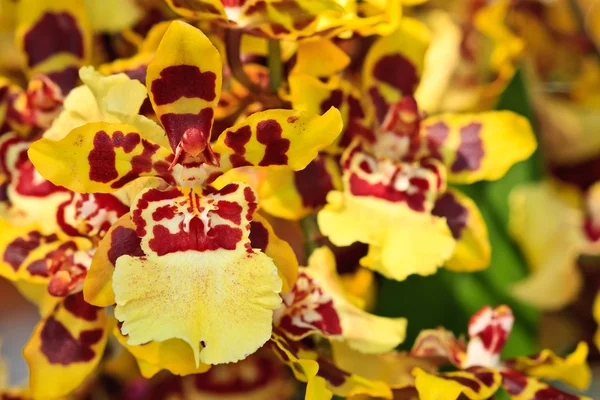 Orquídea híbrida de Oncidium — Fotografia de Stock