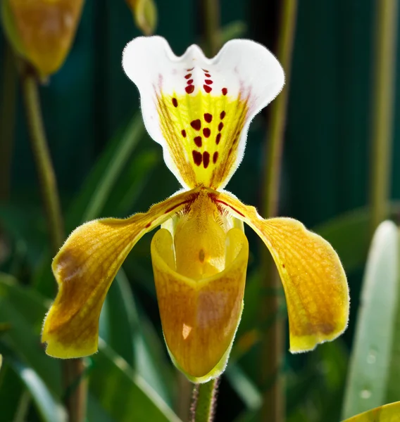Paphiopedilum orchid, lady-slipper or ladys slipper — Stock Photo, Image