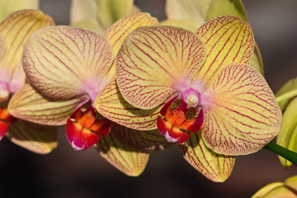 Phalaenopsis orchid — Stockfoto