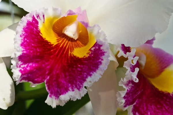 Pólen de Cattleya Worawuth, orquídea híbrida tailandesa — Fotografia de Stock