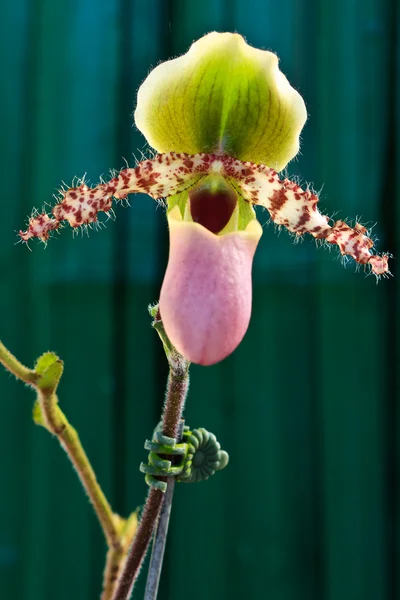 Orquídea de Paphiopedilum primulinum, chinelo de senhora ou chinelo de senhora — Fotografia de Stock