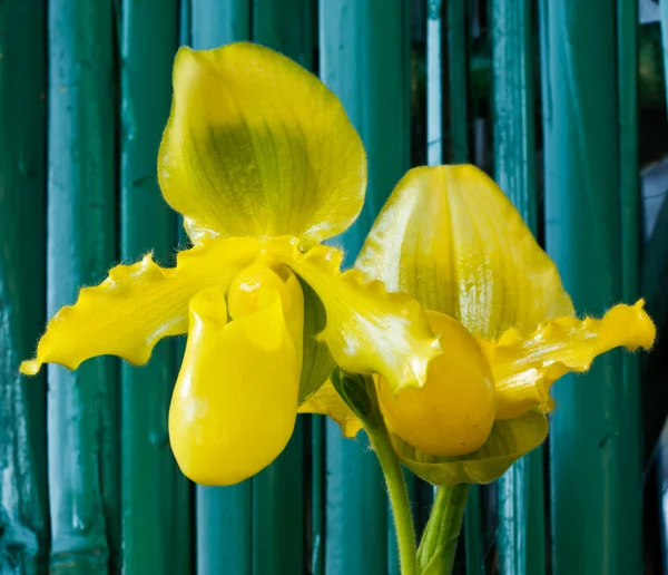 Paphiopedilum-Orchidee, Frauenschuh oder Frauenschuh — Stockfoto