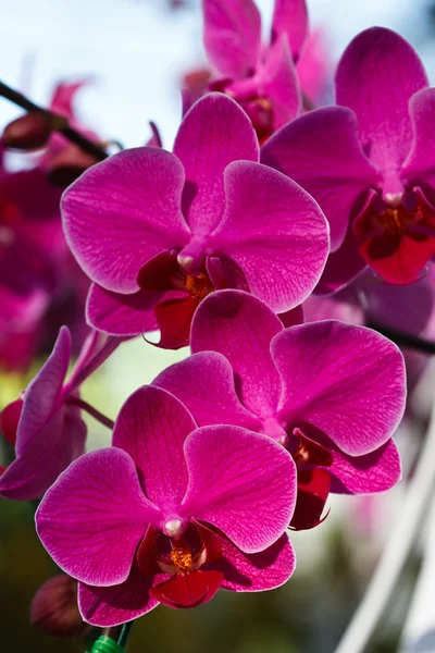 stock image Doritaenopsis orchid