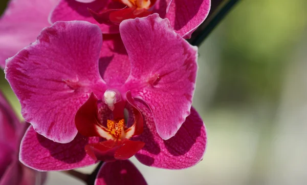 Orquídea de Doritaenopsis — Fotografia de Stock