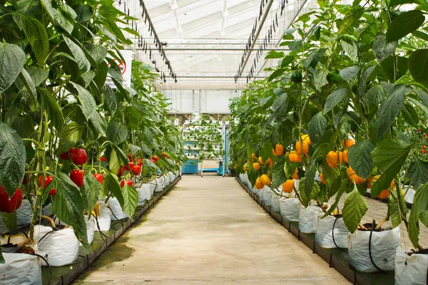 Aeroponics plantage i växthus — Stockfoto