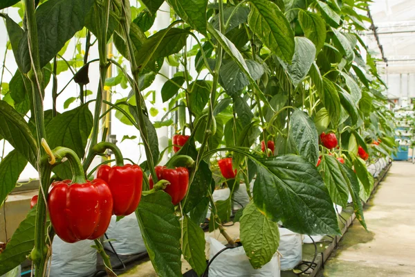 stock image Aeroponics plantation in glasshouse