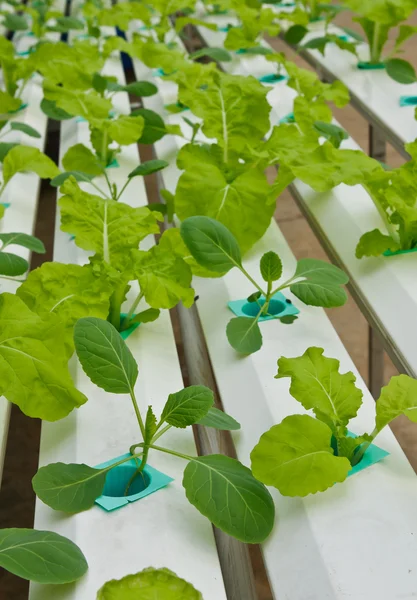 Plantación de aeroponics en invernadero —  Fotos de Stock