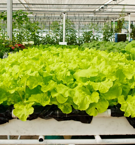 Aeroponics plantage i växthus — Stockfoto