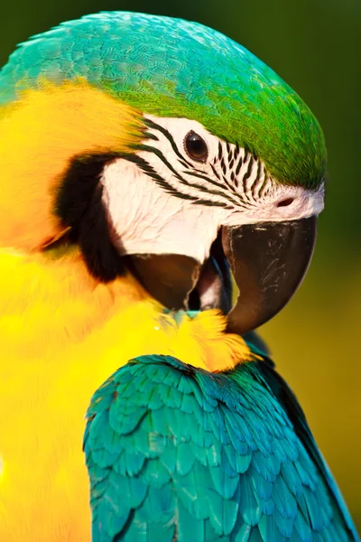 Птах ара — стокове фото