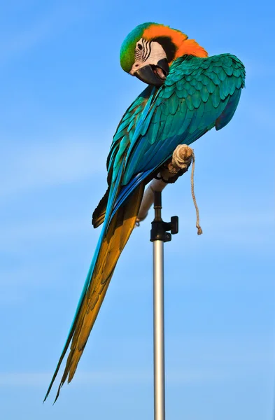 Amerika papağanı kuş — Stok fotoğraf