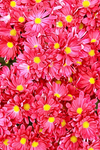 Bright color flowers — Stock Photo, Image
