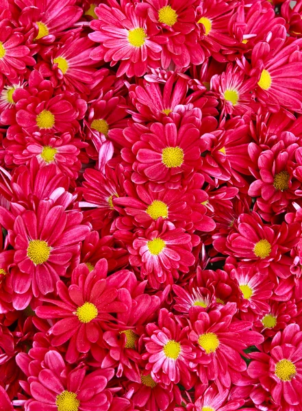 Bright color flowers — Stock Photo, Image