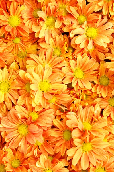 stock image Bright color flowers