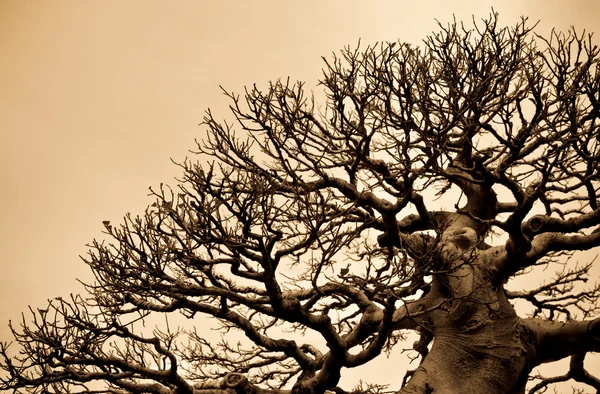 Padrão de árvore — Fotografia de Stock