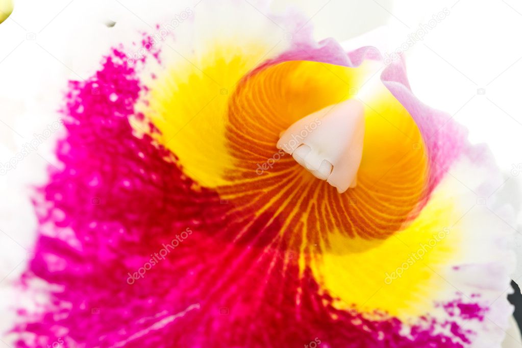 Pollen of Cattleya Worawuth, Thai hybrid orchid