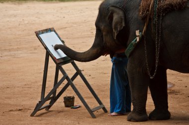 Daily elephant show clipart