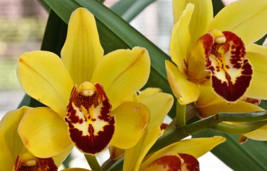 Cymbidium Orkide melez