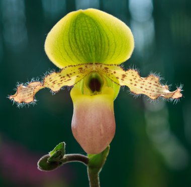 Paphiopedilum avolon mist 