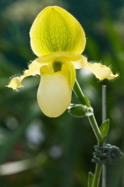 Paphiopedilum primulinum var. flavum orkide