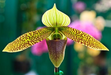 Paphiopedilum sukhakulii orchid clipart