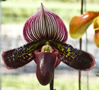 Paphiopedilum orkide sukhold