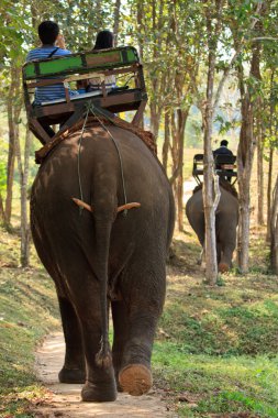 turistler için Kuzey Tayland içinde sürme fil