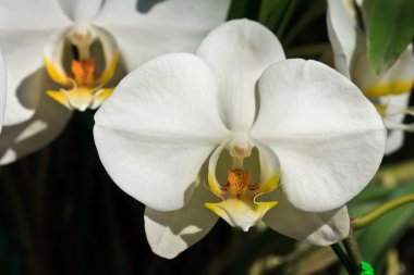 Phalaenopsis orkide