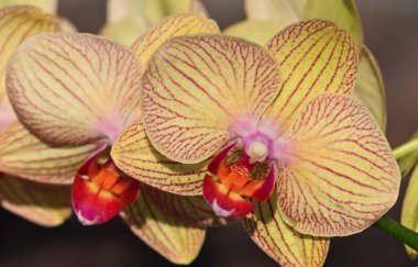 Phalaenopsis orkide