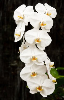 Phalaenopsis orkide