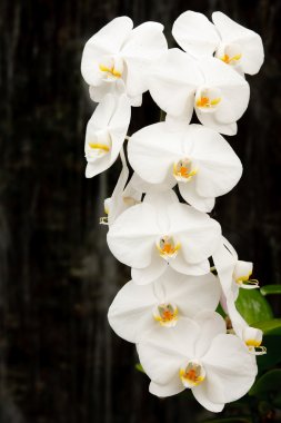 Phalaenopsis orkide