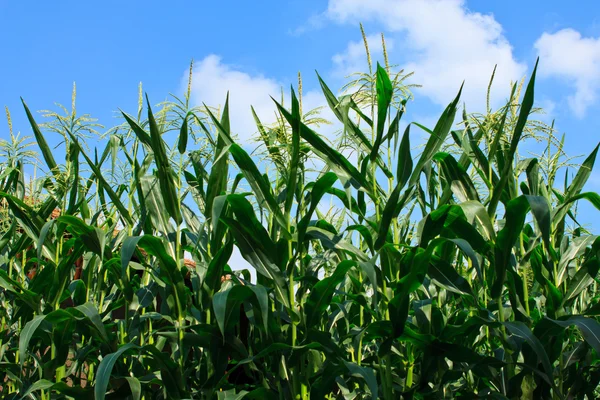 Кукурузное поле и голубое небо — стоковое фото